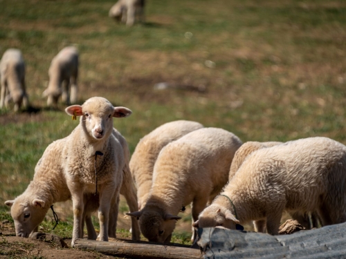 Carne de Borrego de Pasto Biológico